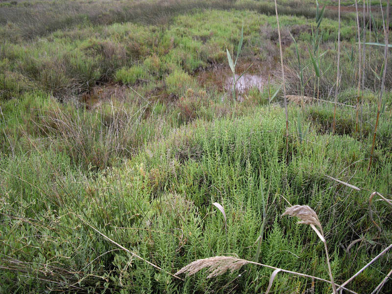 Sarcocornia fruticosa en milieu salin sur les côtes espagnoles